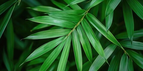 Fototapeta premium Calm and peaceful green bamboo leaves promote tranquility and support overall wellness, making them a perfect element for relaxation and mental well being.