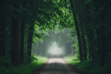 Fototapeta premium Misty Forest Path Winding Through Lush Green Trees