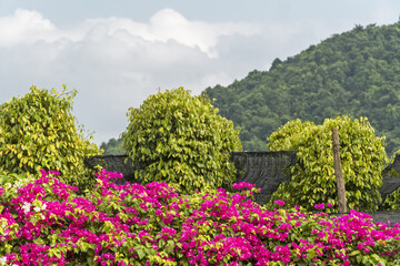 Kampot pepper plants, Piper nigrum, Green peppercorns growing on a vine and bougainvillea flowers