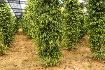 Kampot pepper plants, Piper nigrum, Green peppercorns growing on a vine