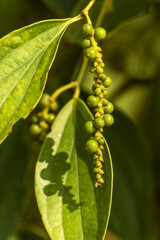 Kampot pepper plants, Piper nigrum, Green peppercorns growing on a vine