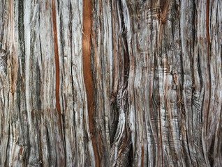 tree bark as a background close-up macro