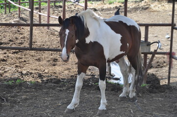Brown and white horse standing in paddock