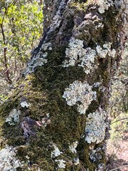 lichen on a tree