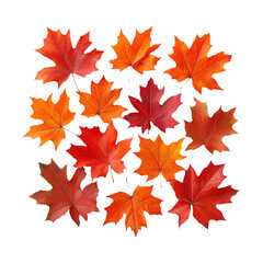 Fototapeta premium Colorful Autumn Leaves Isolated on Transparent Background