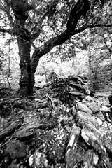 An old ruined and abandoned dry wall in the ancient woodlands of Eryri national park in Wales in Black and white.