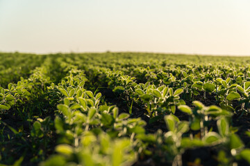 Rows of vibrant soybean seedlings stretch across the field, showcasing healthy green plants basking in sunlight. This setting highlights the growth of legumes in agriculture