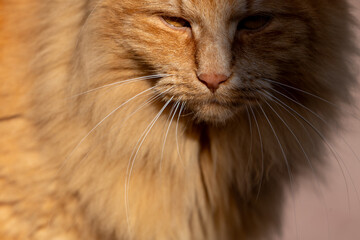 braune Katze entspannt beim geniessen der Sonne