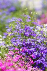 Fototapeta premium Blue, red and white Lobelia flowers. Lobelia erinus is a beautiful low growing herbaceous flowering plant from the Campanulaceae family. Beautiful summer flower planting in Lohja, Finland.