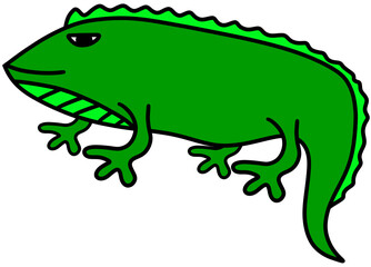 Iguana