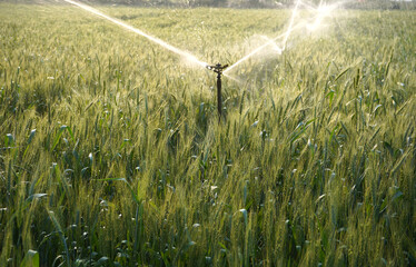 Irrigation system sprinkler watering a wheat field, India.
