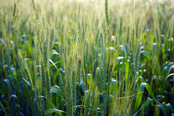 Obraz premium Wheat field, Ears of green wheat close up.