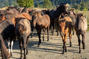 Fototapeta premium Hucul horses on their way to the pasture in the wild Beskid Niski mountains area. Regietów Wyżny, Poland, Europe.