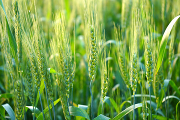 Wheat field, Ears of green wheat close up.
