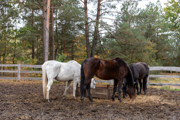 Horses are eating hay from a hay rack in a muddy paddock in the free-range stable. Wooden paddock...