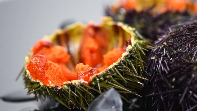 Sea Urchin with caviar close-up, on black background. Fresh open sea urchins with ice, ready to eat. Border design, delicatessen food. Traditional Mediterranean food. Roe. Sea food closeup. 