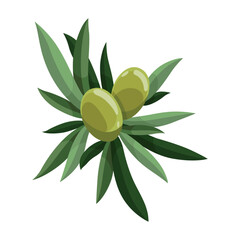 Olives trees branch with leaves and green fruits. Vegan organic natural product. Vector drawing plant isolated on white background