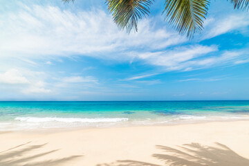 White sand and palm trees in a tropical beach