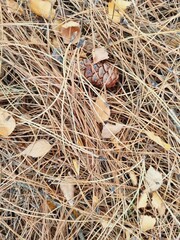 dry pine needles, leaves and cones