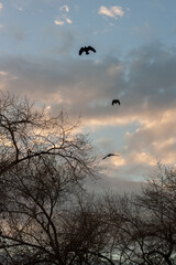 tree branches in the forest