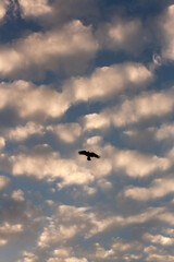 seagull flying in the sea