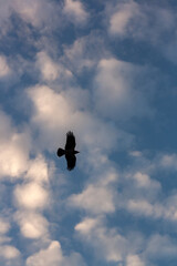 seagull flying in the sea
