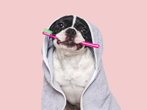 Cute puppy, towel and toothbrush. Close-up, indoors. Studio shot, isolated background. Concept of care, education, obedience training and raising pets