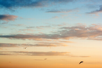 seagull flying in the sea