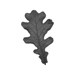 Obraz premium Vector oak leaf tracing, oak Leaf print. Inkprinted leaves of the trees on paper. Grunge texture. For posters. Traced vector image. Black ink prints of leaves of trees on a white background. 