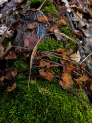 Close-up of sphagnum moss growing on a tree with a liana growing around it in an autumn forest.