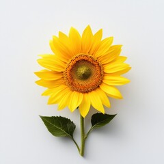 Fototapeta premium A close up of a yellow sunflower with a green leaf