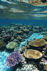 Obraz premium Biodiverse coral atolls