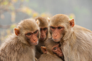 Monkey family with babies, hugging each other, Red faced macaque, emotional photo.