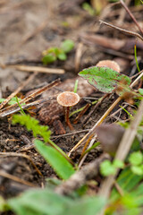An idyllic outdoor scene featuring a grouping of small, brown mushrooms growing on a lush green grassy ground