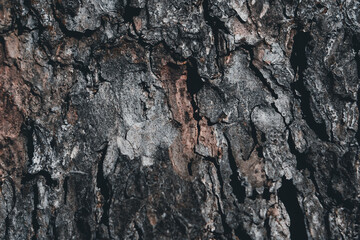 background texture of pine bark of dark brown and gray shade of bark