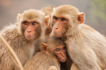 Monkey family with babies, hugging each other, Red faced macaque, emotional photo.
