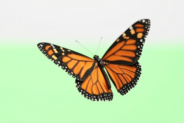 Obraz premium Close-up shot of a butterfly perched on a green leaf or stem