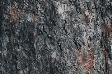 close-up of pine bark texture of dark brown and gray shade of bark