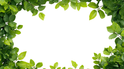 Lush green leaves encircling a square frame, captivating display of nature's beauty