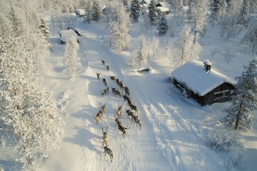 Herd of reindeer moving through a snowy landscape near a rustic cabin in winter