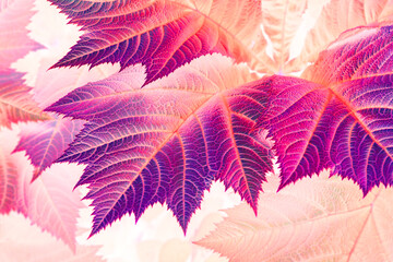 Colorful negative photograph of the leaves of “Rodgersia podophylla”. Inverted colors with...