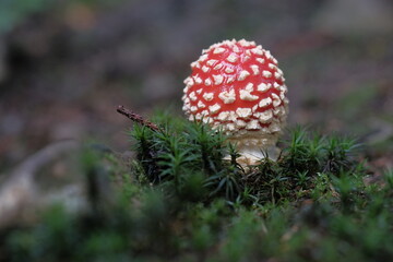 Red and white fly agaric in the forest, among green grass.