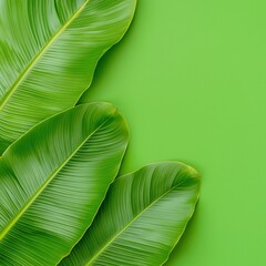 Tropical Banana Leaves on Vibrant Green Background – Nature and Botanical Concept