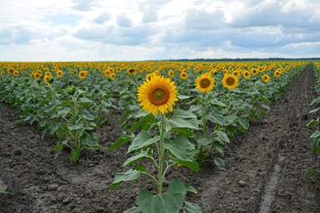 Obraz premium Agricultural field with yellow sunflowers against the sky with clouds. Sunflower field. Gold sunset. Sunflower closeup. Agrarian industry. Photo of cultivation land