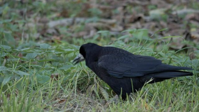 Raven ( Corvus corax ) close up. Crow on grass