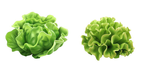 3d render lettuce isolated on transparent background Cartoon Illustration in plastic style
