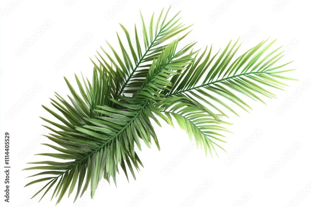 Poster a close-up view of a palm leaf on a plain white background