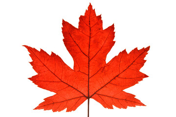 Red maple leaf isolated on white background