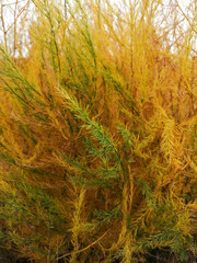 medicinal asparagus close-up of autumn leaves, fluffy bush texture