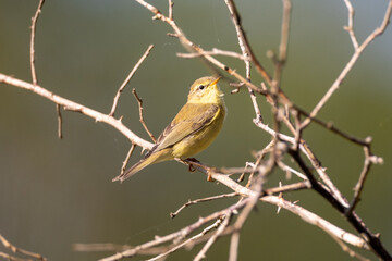 Willow warbler on a branch